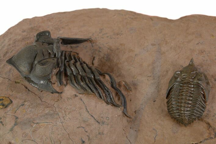Pseudocryphaeus Trilobite With Metacanthina - Lghaft, Morocco #339620